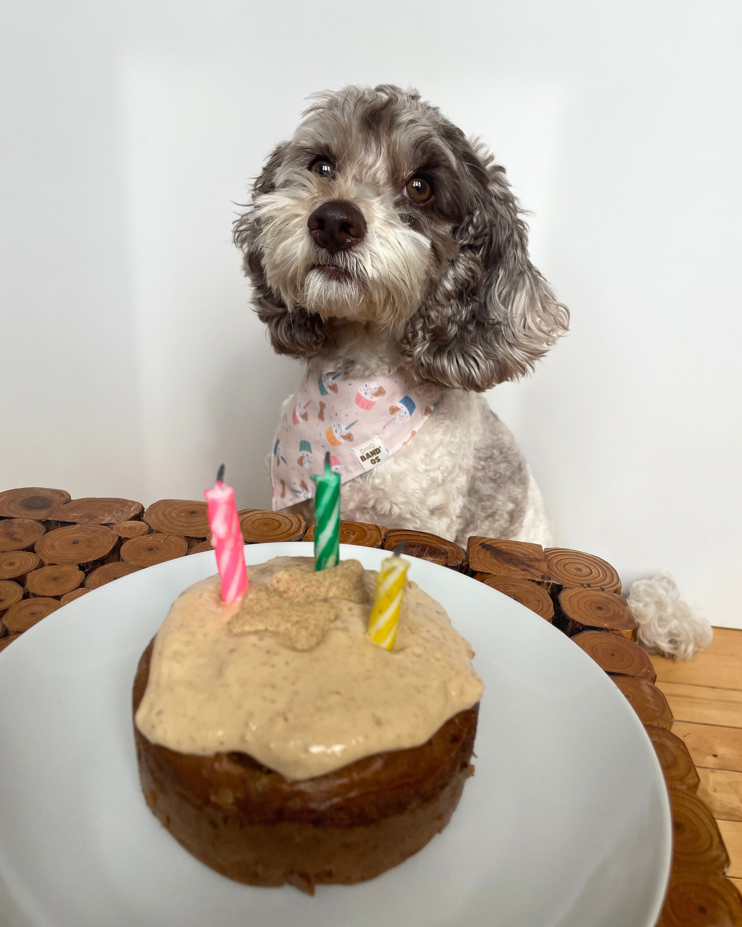 Barkday